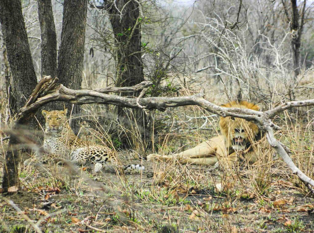 Leopard and lion Tales from the Bush