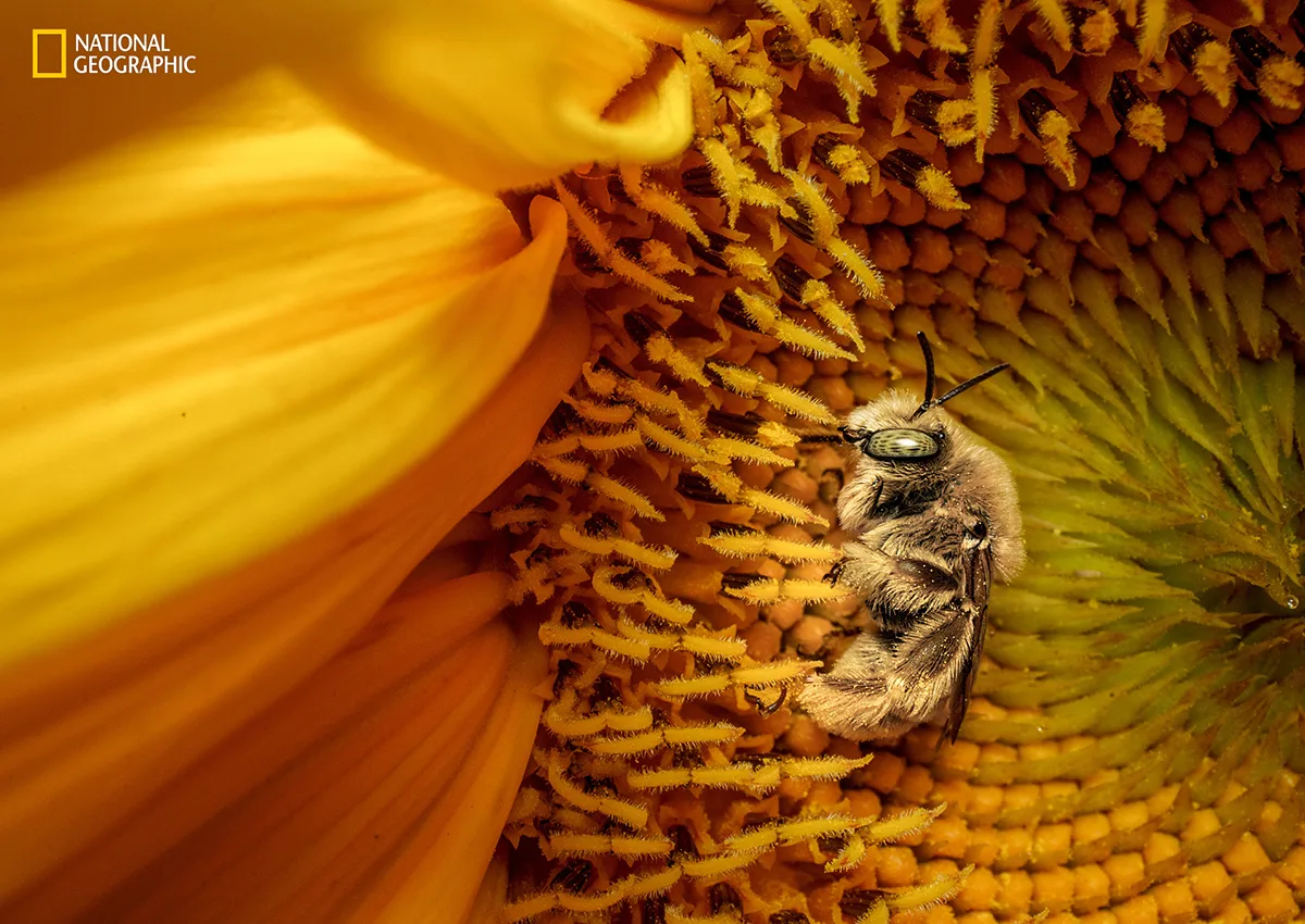 Bee on a yellow flower.