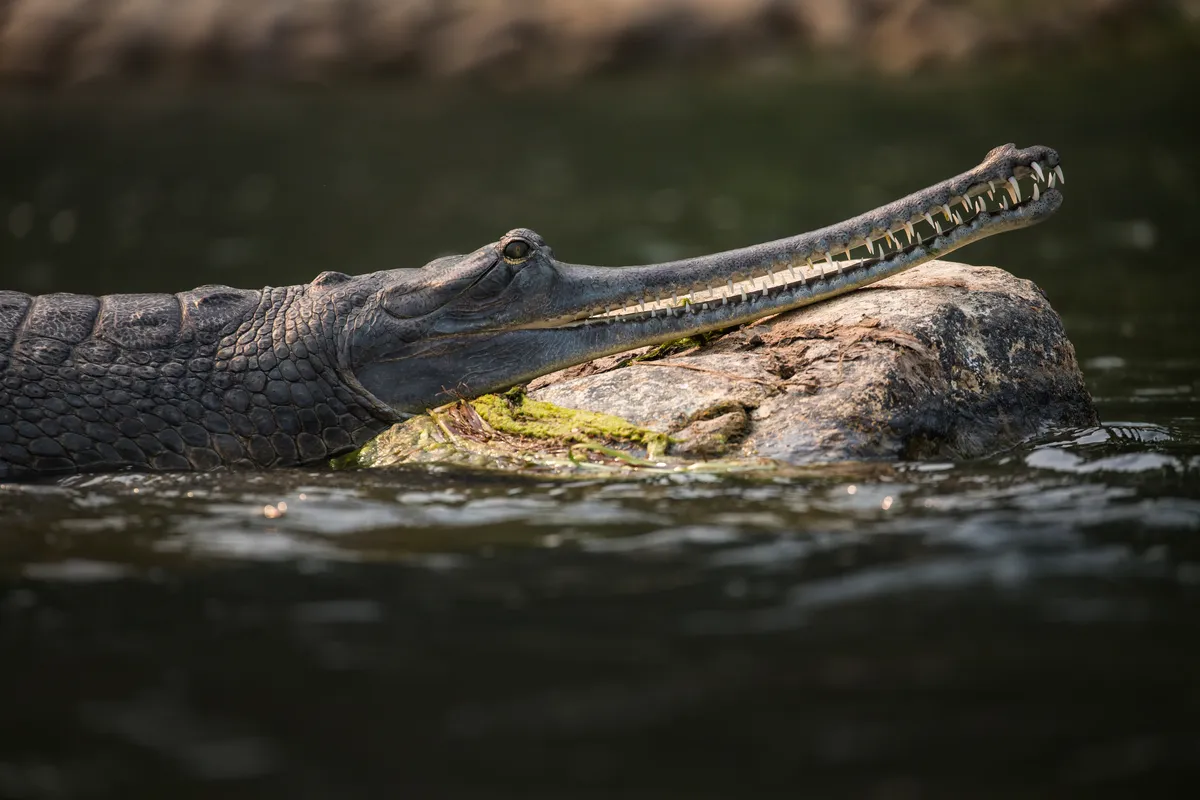 A gharial resting on a rock in the Rapti River in Nepal. Karine Aigner/WWF US
