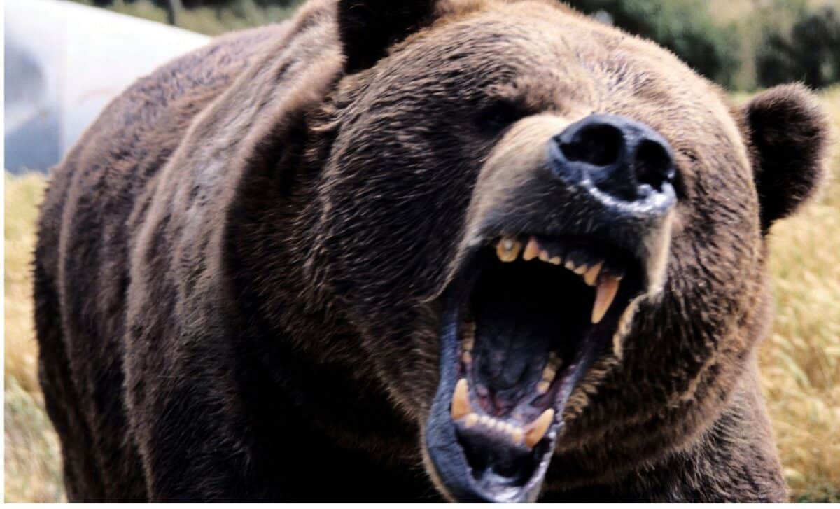 Meet The Giant Bear That Was Twice The Size Of Modern Day Monsters