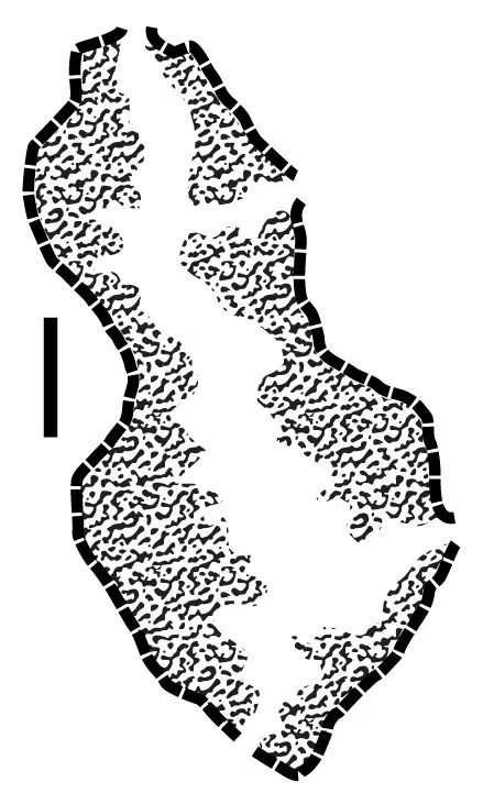 Micrograph Of A Fossil Specimen With Detailed Segmentation, Highlighting Internal Structures.