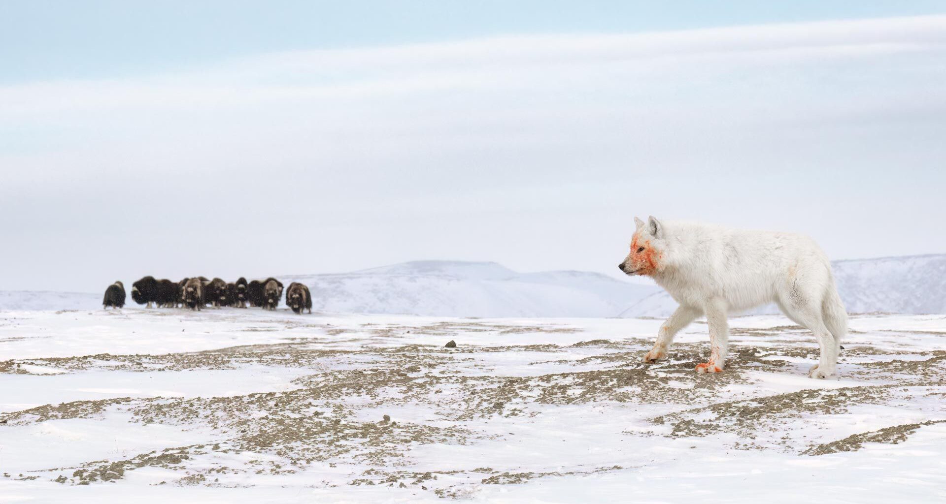 An arctic wolf with a reddish face and paws walks across a snowy landscape, while a herd of musk oxen grazes in the background