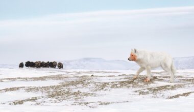 An arctic wolf with a reddish face and paws walks across a snowy landscape, while a herd of musk oxen grazes in the background