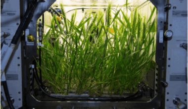 Nasa’s Big Plan To Grow Plants On Mars—the Future Of Feeding Astronauts In Space