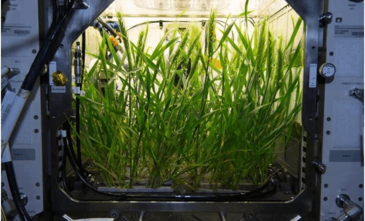 Nasa’s Big Plan To Grow Plants On Mars—the Future Of Feeding Astronauts In Space