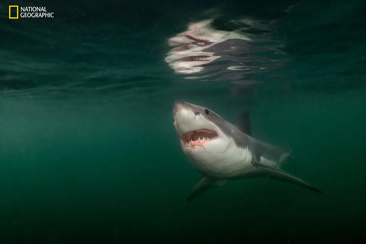 Great White Shark with mouth open.