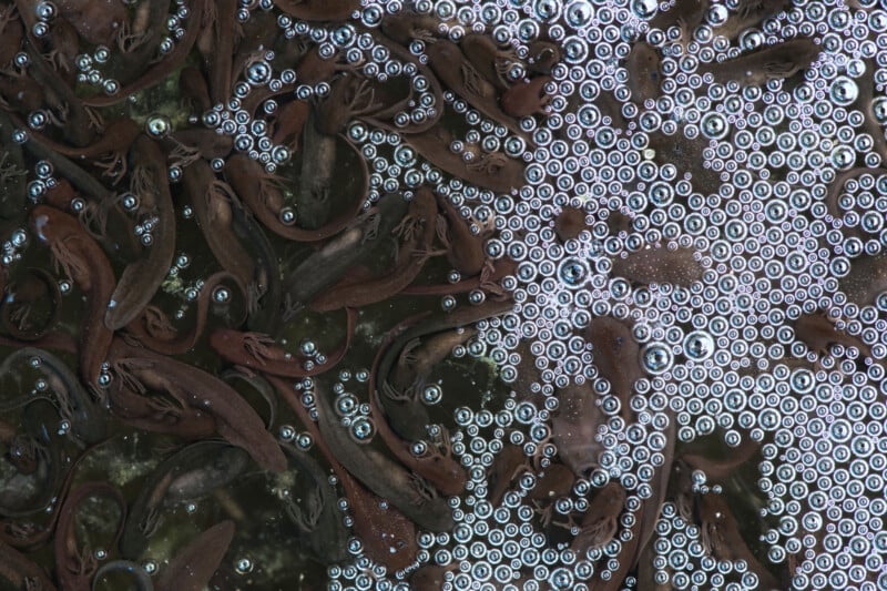 A cluster of small, dark fish swim closely together on the left, while numerous bubbles cover the water’s surface on the right, creating a stark contrast between the two sides.