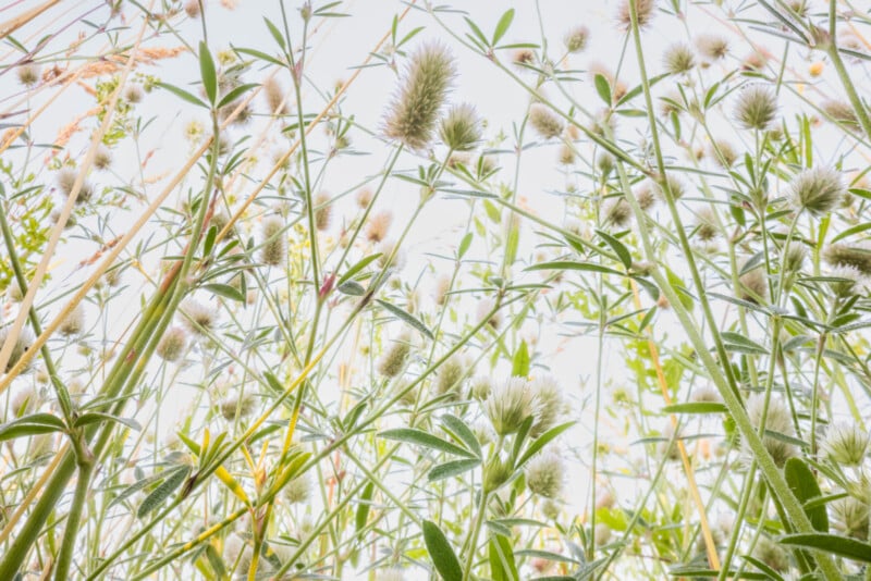 Close-up view of tall, wild grasses and plants with fuzzy seed heads, taken from a low angle against a bright, pale sky. The image feels airy with soft green and white tones dominating the scene.