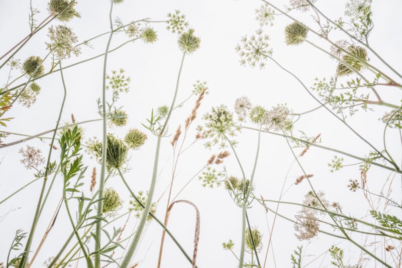 Tall wildflowers and grasses are shown from a low angle against a bright, white sky, creating a delicate, airy pattern with green stems and round clusters of flowers.