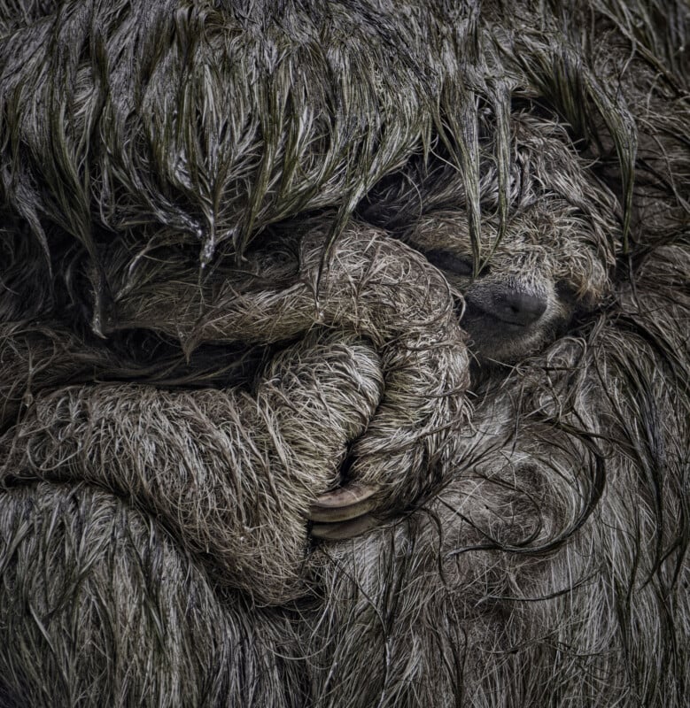 A close-up of a sloth holding its baby, both covered in long, wet fur. The baby nestles closely against the adult, blending into the thick, textured fur. Their faces are partially visible, surrounded by tangled strands.