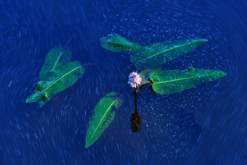 A pink aquatic flower with green leaves floats on deep blue water, surrounded by swirling ripples and tiny white specks.