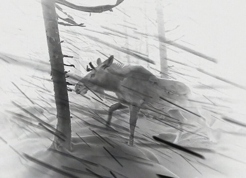 A moose walks through a snowy forest as strong winds blow snow across the scene, partially obscuring the trees and animal in a wintry, blustery landscape.