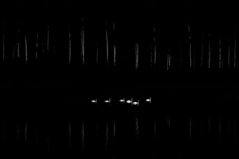 Five white swans swim in a line on a dark, reflective body of water, with tall, shadowy trees forming a vertical pattern in the background. The swans and their reflections are illuminated against the darkness.