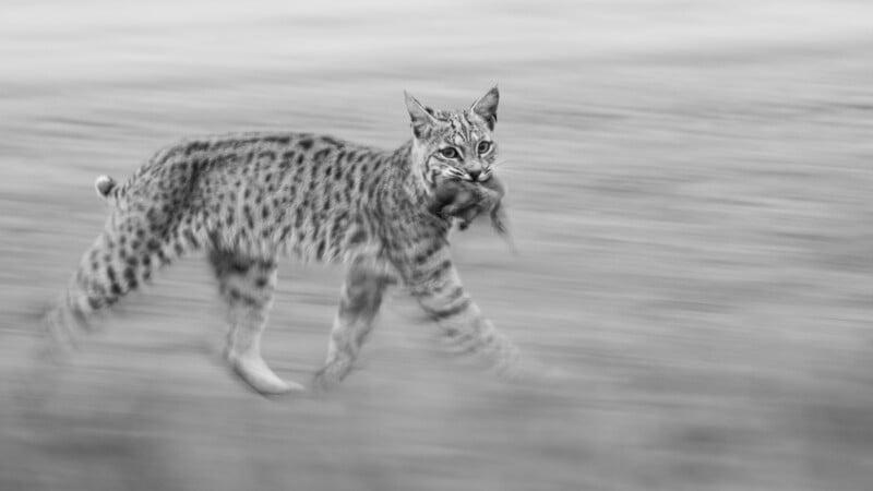 A bobcat walks across blurred grass, looking at the camera with a rodent clamped in its mouth. The image is black and white, emphasizing the animal's spots and focused expression.