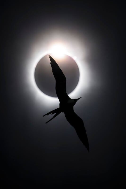 A silhouette of a bird with outstretched wings flies in front of a solar eclipse, with the sun’s corona glowing behind the darkened moon.