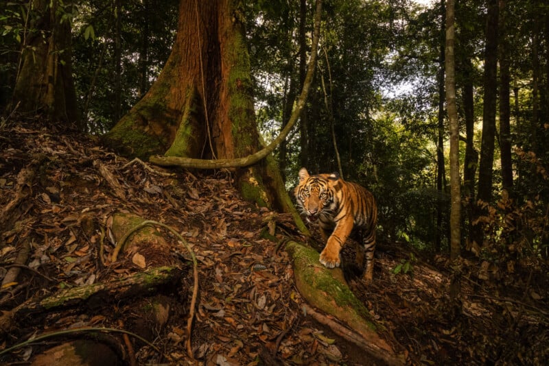 A tiger walks through a dense forest, stepping over exposed tree roots and dry leaves, with tall trees and green foliage surrounding it in the natural sunlight.