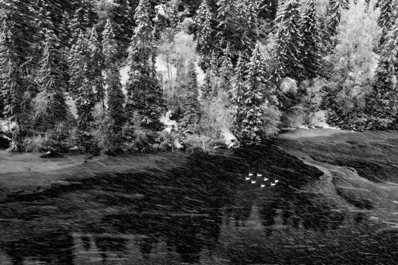 Black and white photo of a snowy forest bordering a dark, partially frozen lake. A small group of swans swims near the shore as snow falls heavily, creating a serene winter scene.
