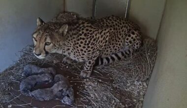Watch: National Zoo announces four cheetah cubs born at Va. facility