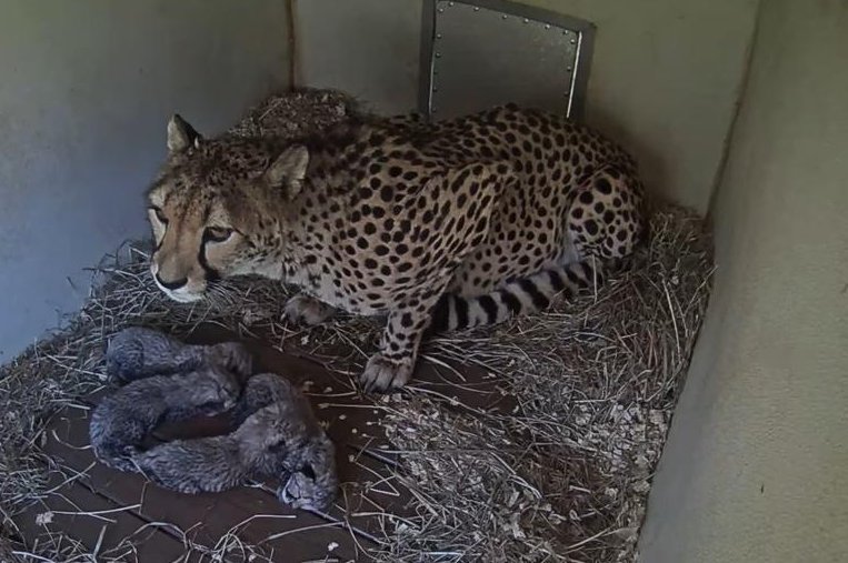 Watch: National Zoo announces four cheetah cubs born at Va. facility