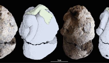 Different views of Natufian clay figurine
