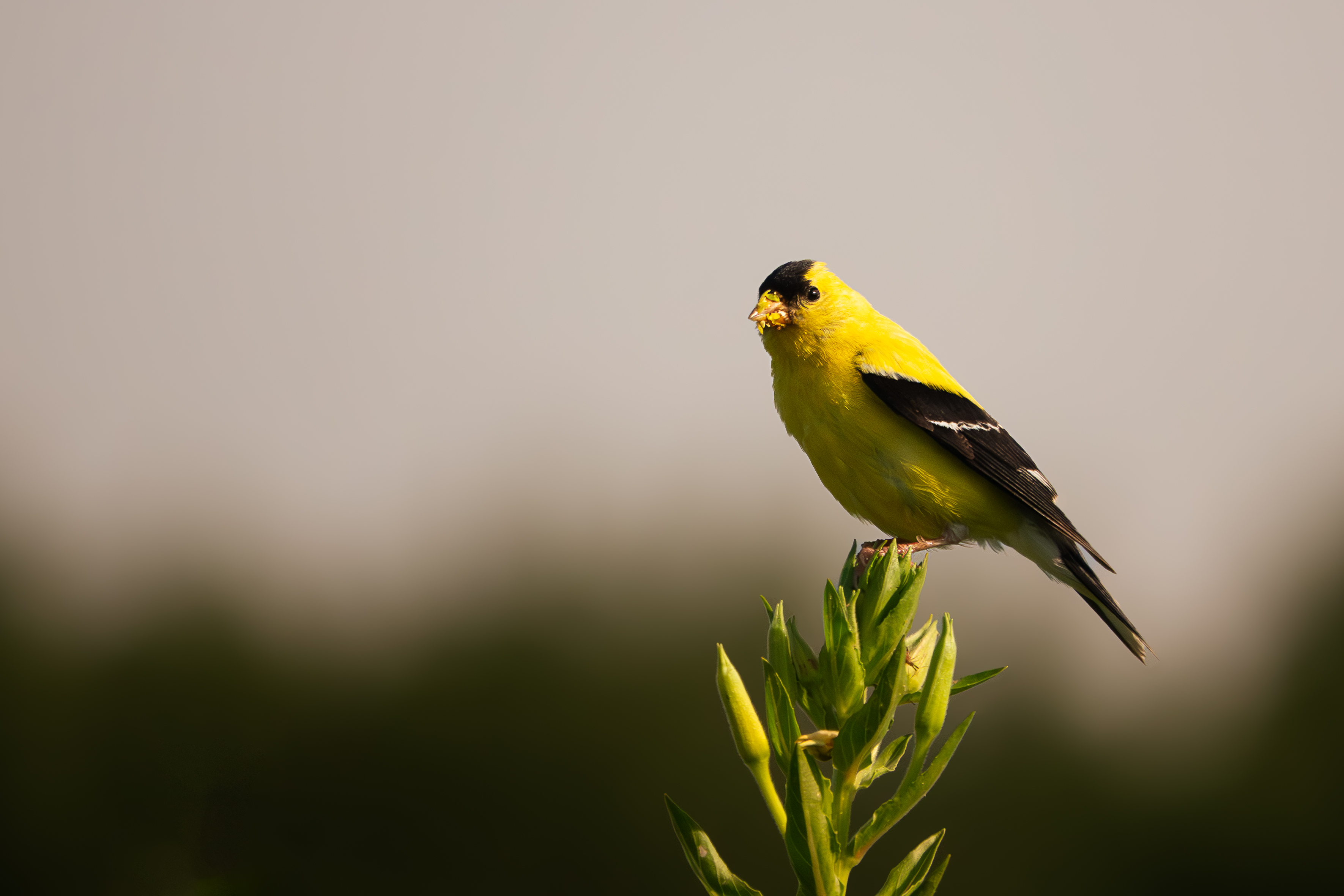 A wildlife photograph by 10-year-old Tyler DeVane of a goldfinch