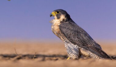 Banner image: Adult male peregrine (F. p. brookei) in Rann of Kutch, Gujarat, India. Peregrine falcons almost disappeared across North America and Europe in the early 1900s because of DDT and other pesticides.