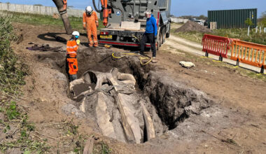Two-Ton Whale Skull Excavated in Cornwall