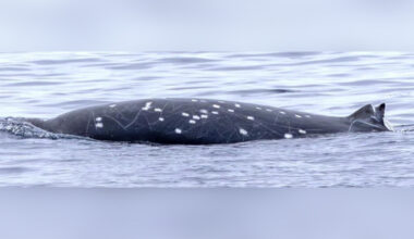 Photo: Henderson Et Al // Marine Mammal Science