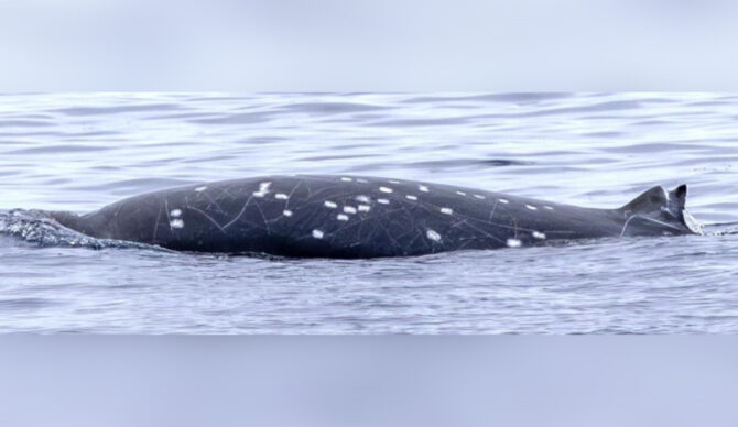 Photo: Henderson Et Al // Marine Mammal Science