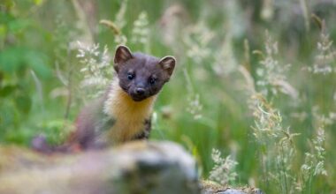 “People are cynical about making money out of nature.” We desperately need to rewild the world. But who’s going to foot the bill?