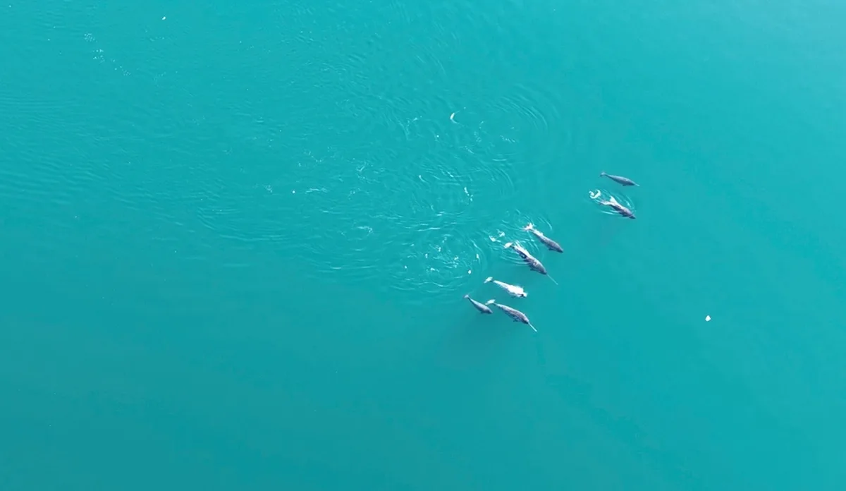 Pod of narwhals
