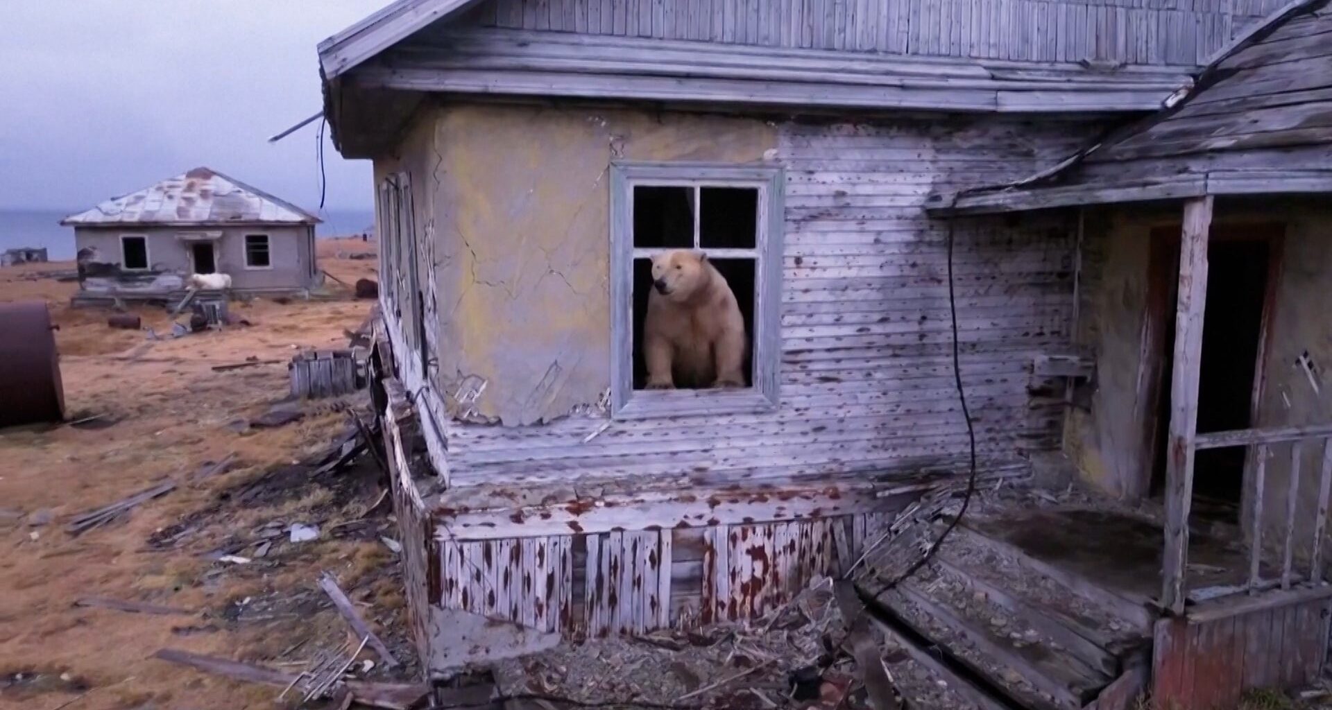 AI-Powered Radar Is Protecting Polar Bears