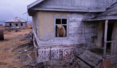 AI-Powered Radar Is Protecting Polar Bears