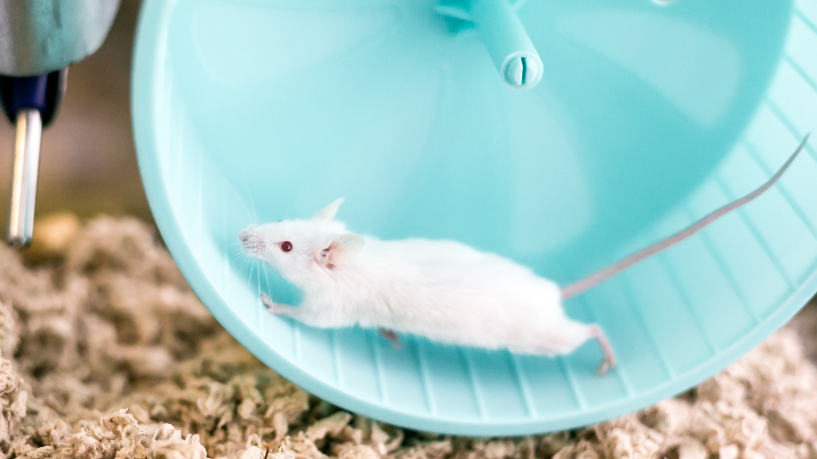A small white domesticated pet mouse with red eyes running on an exercise wheel in its cage.