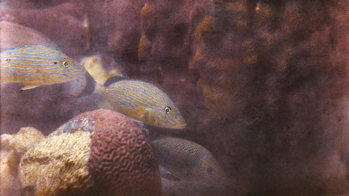 These were the first underwater photos to reveal the ocean floor—in full color