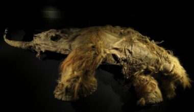 Scientists extract viable RNA from woolly mammoth remains