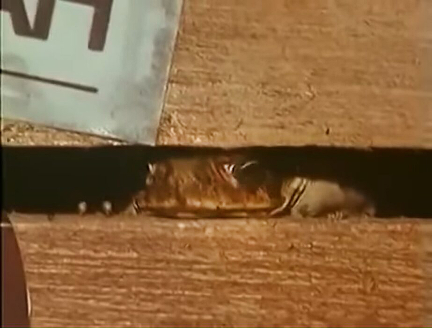 A toad peeking out of a box