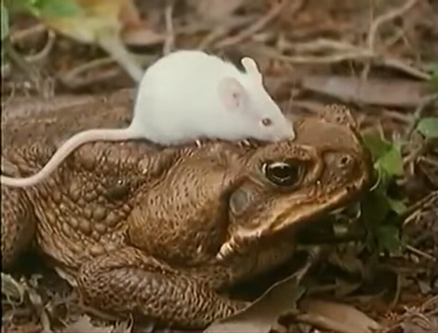 A mouse sitting on a toad