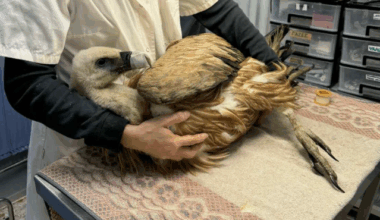 Griffon vulture rescued on Lesvos, sent to Athens for treatment