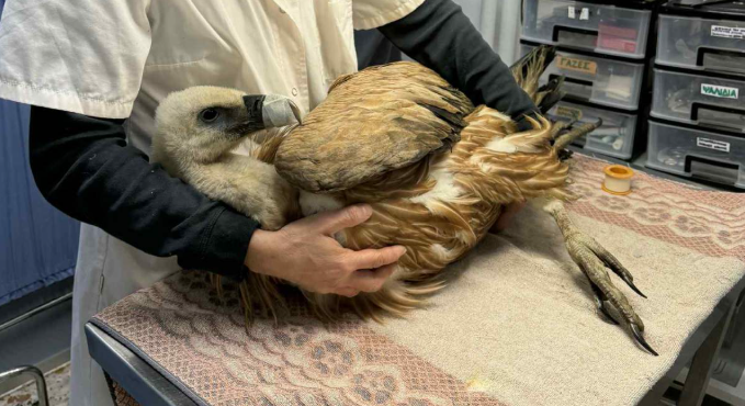 Griffon vulture rescued on Lesvos, sent to Athens for treatment