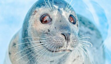Seal Flops onto Photographer's Boat to Escape Hunting Orca Pod–She Captured it All on Camera