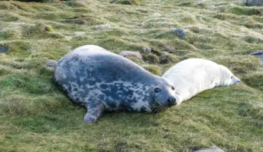 Wild seal milk rivals human milk in sugar complexity