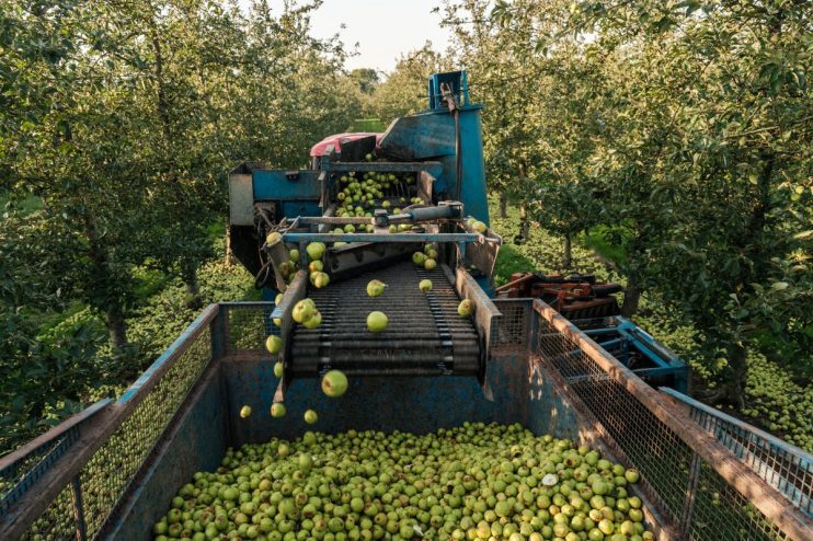 Showerings cider apple harvest with ripe apples in orchard, showcasing abundant fruit ready for cider production