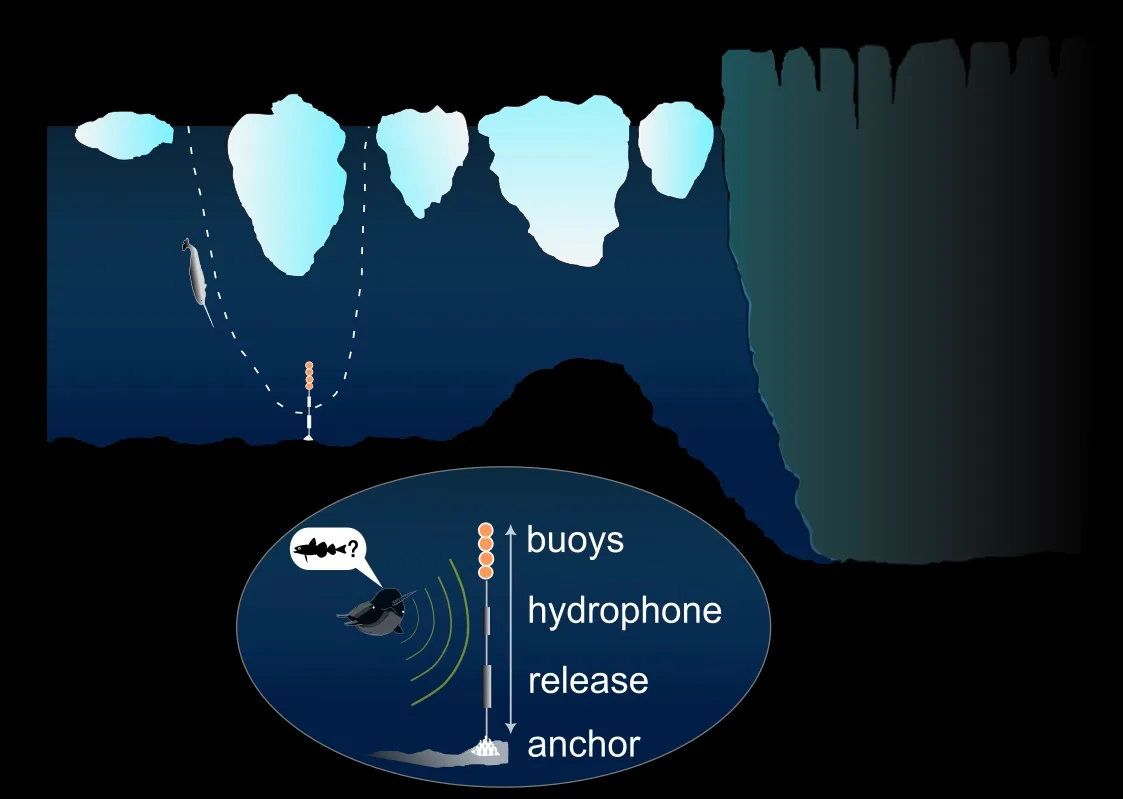 Sketch of a seafloor mooring