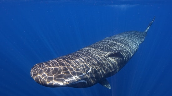 Light shines on a sperm whale swimming off the coast of Dominica. (File photo.)(AP)