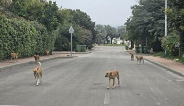 Stray dog packs terrorize Gaza border communities