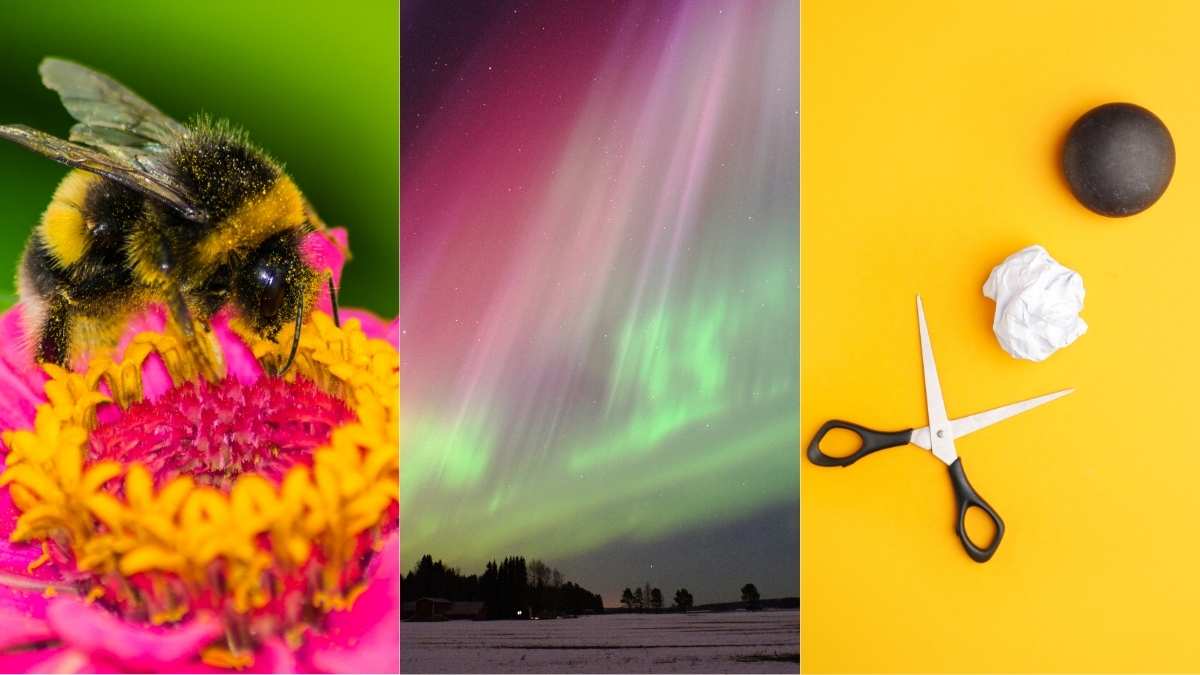 Awesome Auroras, Morse Code For Bees, And More! : ScienceAlert