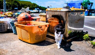 The Ecosystem’s Response Stunned Scientists