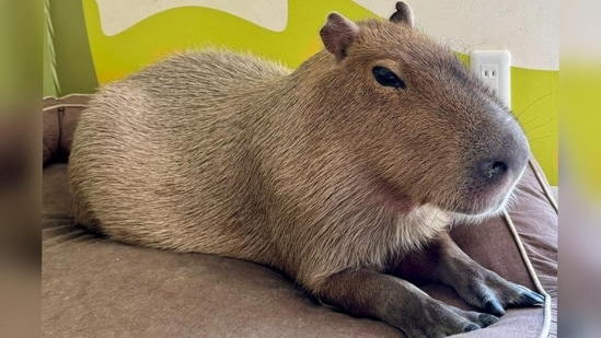 Representational image. (FMくん マロンのぱぱ/Twitter.X)(Twitter. X)