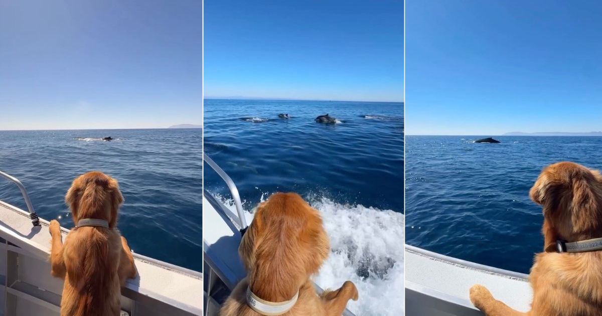 Golden Retriever Watches Whales & Dolphins Swim Alongside in Scenic Video